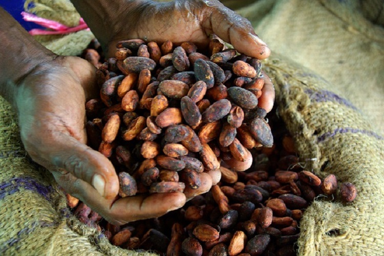 cacao giảm cân