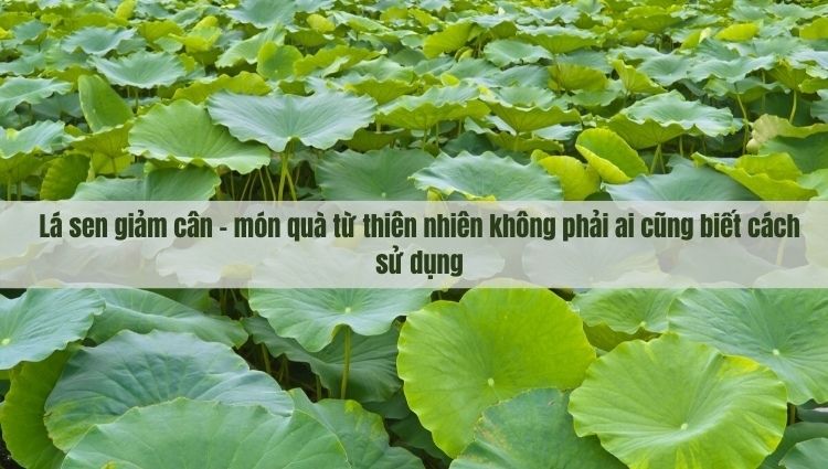 lá sen giảm cân 