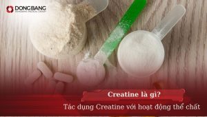 Creatine là gì?