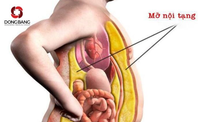 Mỡ nội tạng là chất béo nằm sâu trong cơ thể