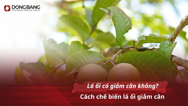 Lá ổi có giảm cân không