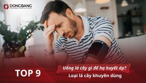 Uống lá cây gì để hạ huyết áp? Top 9 loại lá cây khuyên dùng